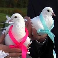 Весільні голуби